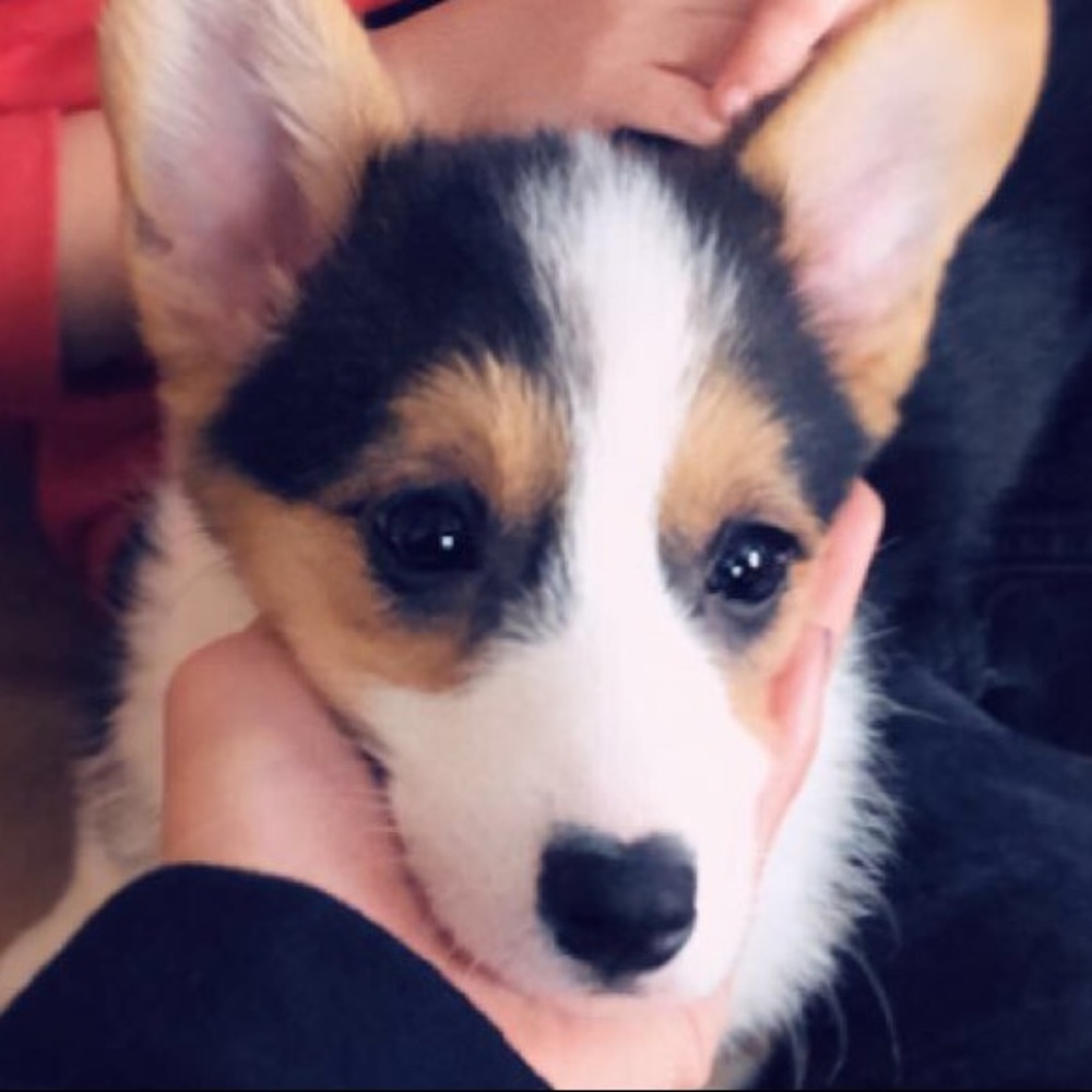 Meet your Posher, Maggie